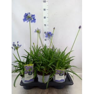 Agapanthus  'Everpanthus Sapphire'