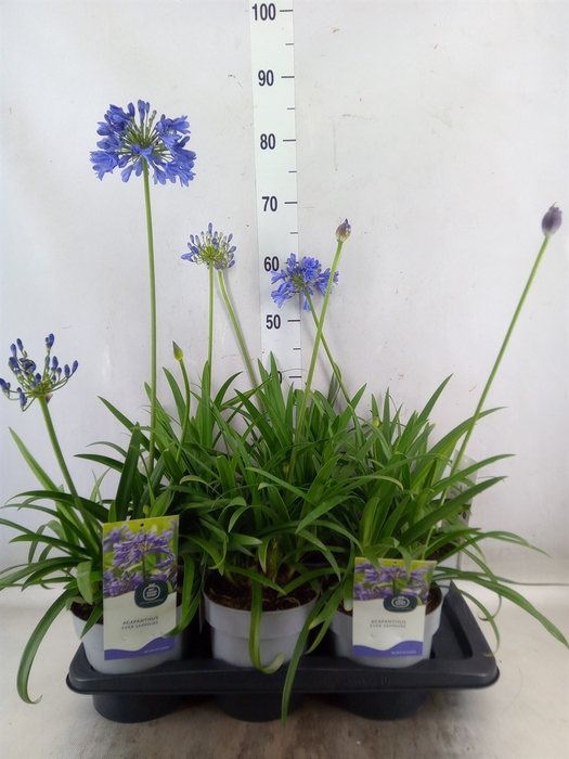 <h4>Agapanthus  'Everpanthus Sapphire'</h4>