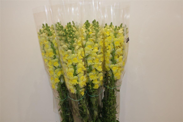 <h4>Antir Overig Yellow</h4>