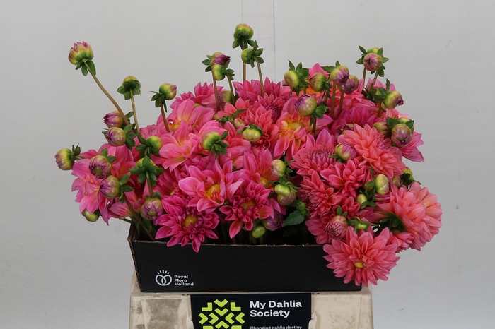 Dahlia Doris Duke