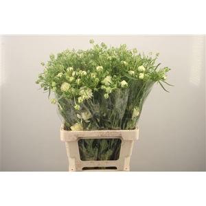 Ran N Moderna Galaxy