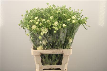 <h4>Ran N Moderna Galaxy</h4>