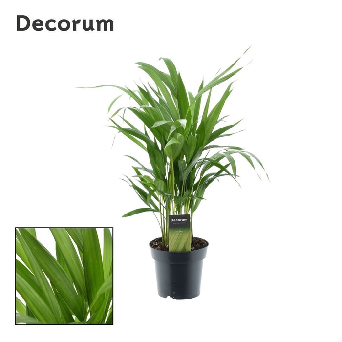 <h4>Dypsis lutescens (Areca) (Decorum)</h4>