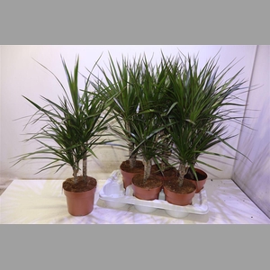 Dra Marginata