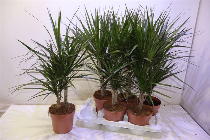 <h4>Dra Marginata</h4>