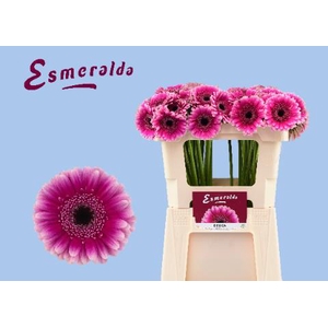 GE MI DESIGN