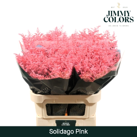 Solidago L70 Klbh. roze