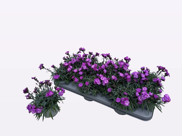 <h4>DIAN DI VIOLET BLUE</h4>