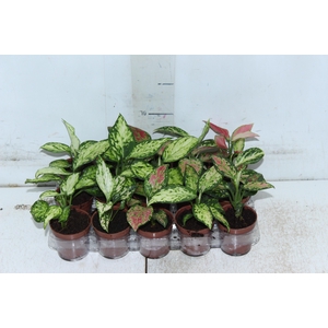 AGLAONEMA VARIADA P06