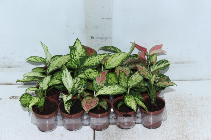 <h4>AGLAONEMA VARIADA P06</h4>