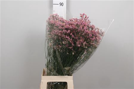 <h4>Lim Sin Anouchka Diamond</h4>
