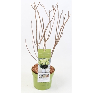 Hydrangea Paniculata (Gardenlight) 'Whitelight' 17 cm