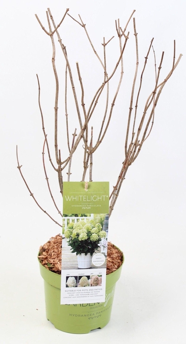 <h4>Hydrangea Paniculata (Gardenlight) 'Whitelight' 17 cm</h4>