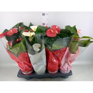 Anthurium   ...mix 4