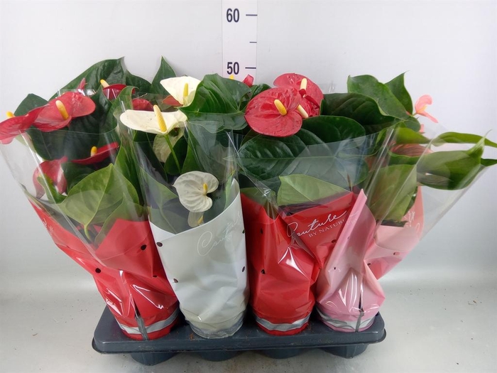 <h4>Anthurium   ...mix 4</h4>