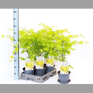 ACER PA ORANGE DREAM