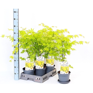 ACER PA ORANGE DREAM