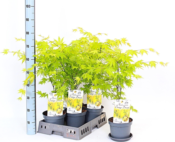 <h4>ACER PA ORANGE DREAM</h4>