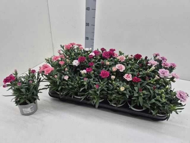 <h4>Dianthus   ...mix</h4>