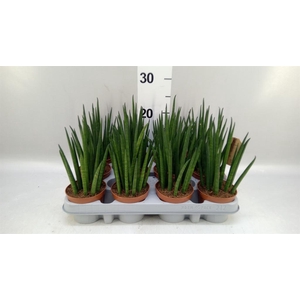 Sansevieria bacularis