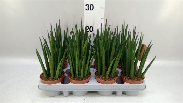 <h4>Sansevieria bacularis</h4>