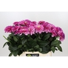 Dahlia Annamarie