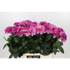 Dahlia Annamarie