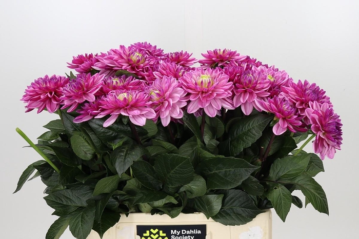 <h4>Dahlia Annamarie</h4>