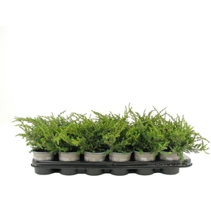 Juniperus communis Repanda