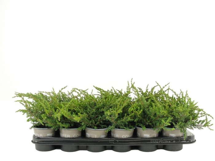 <h4>Juniperus communis Repanda</h4>