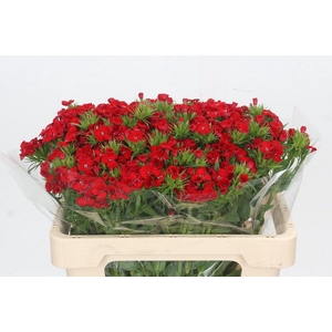 Dianthus Br Red Baron