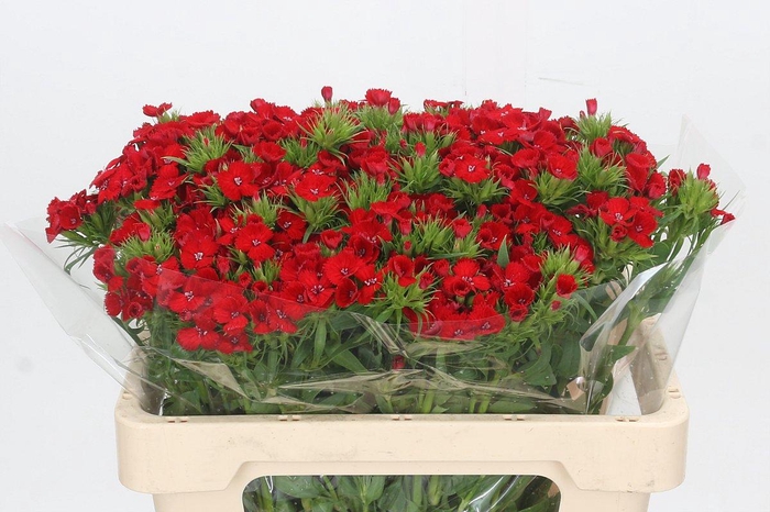 <h4>Dianthus Br Red Baron</h4>