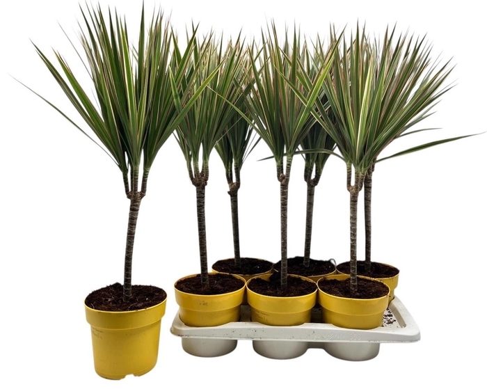 <h4>DRA MARG BICOLOR</h4>