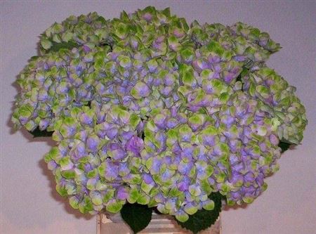 <h4>Hydr M Mag Amethyst Lila</h4>