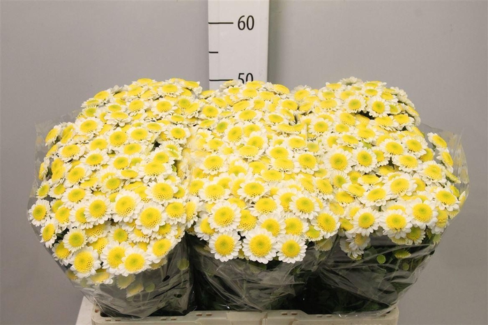 <h4>Chr S Sun Up</h4>