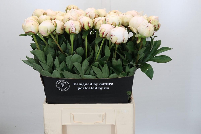 <h4>Paeonia Odile</h4>