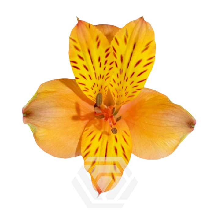 <h4>ALSTR GYPSY Tessa</h4>