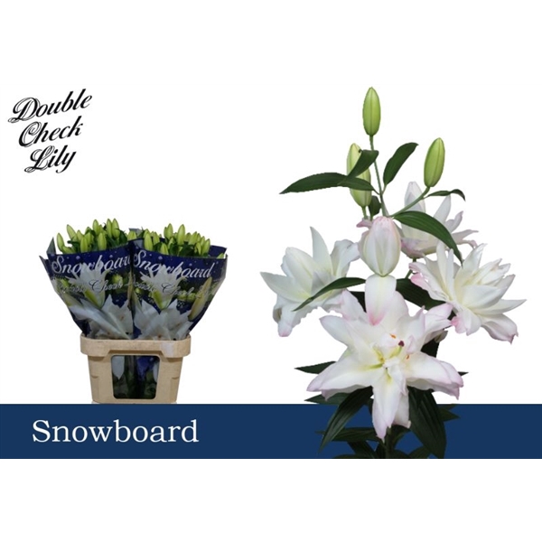 <h4>Li Or Double Snowboard 4+</h4>