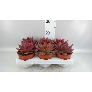 Echeveria  'Taurus'