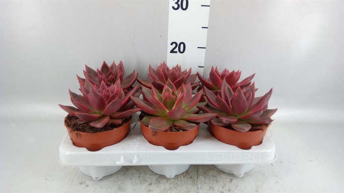 <h4>Echeveria  'Taurus'</h4>