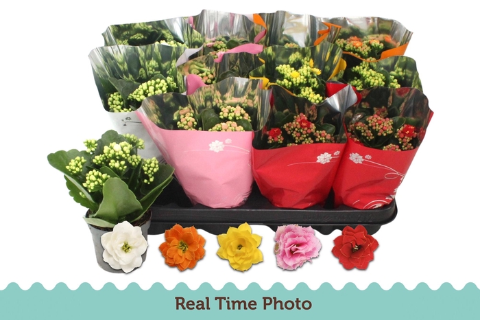 <h4>KAL GE GEM 5 KL</h4>