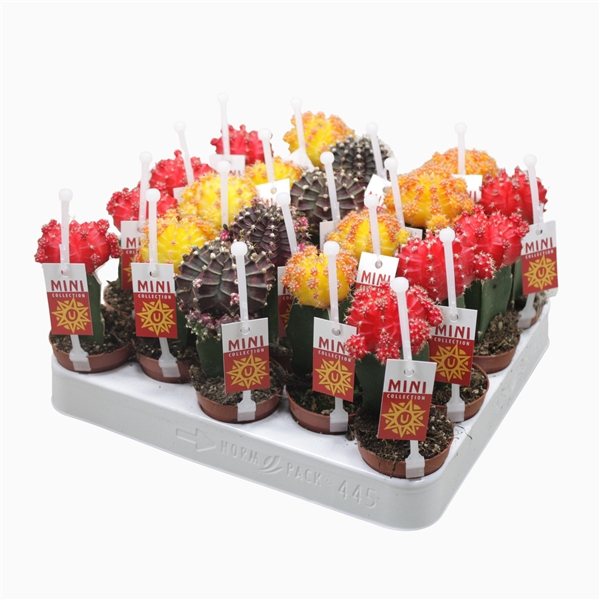 <h4>Gymnocalycium mix geënt 5,5 cm met picker+etiket</h4>