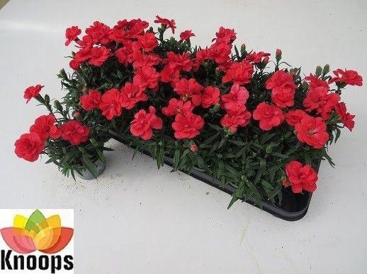 <h4>DIAN OSC RED</h4>