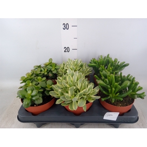 Crassula   ...mix