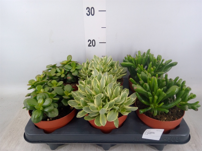 <h4>Crassula   ...mix</h4>