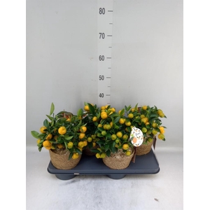 Arr.   Tuinplanten H%