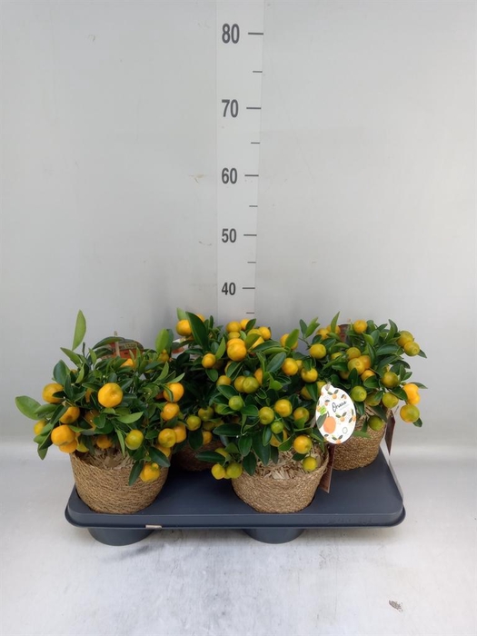 <h4>Arr.   Tuinplanten H%</h4>