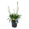 Agapanthus Pitchoune White