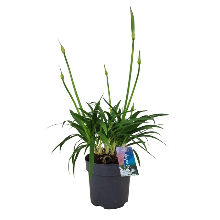 Agapanthus Pitchoune White