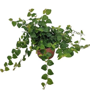 Ficus Pumila 'green Sunny' 11